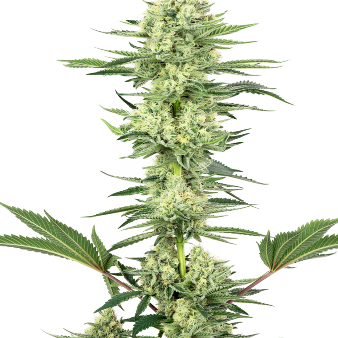 White Gorilla Haze Feminized